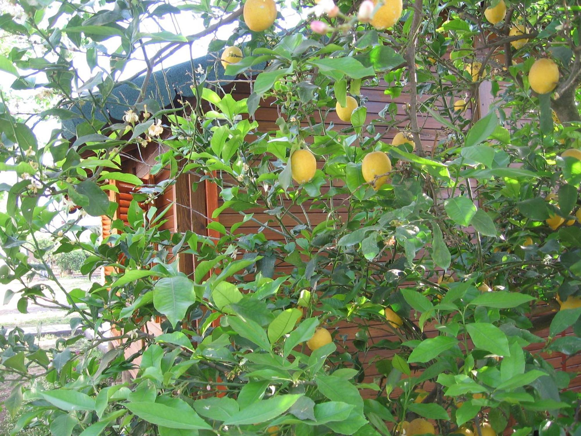 Ugur Pansiyon Bungalows Çıralı المظهر الخارجي الصورة